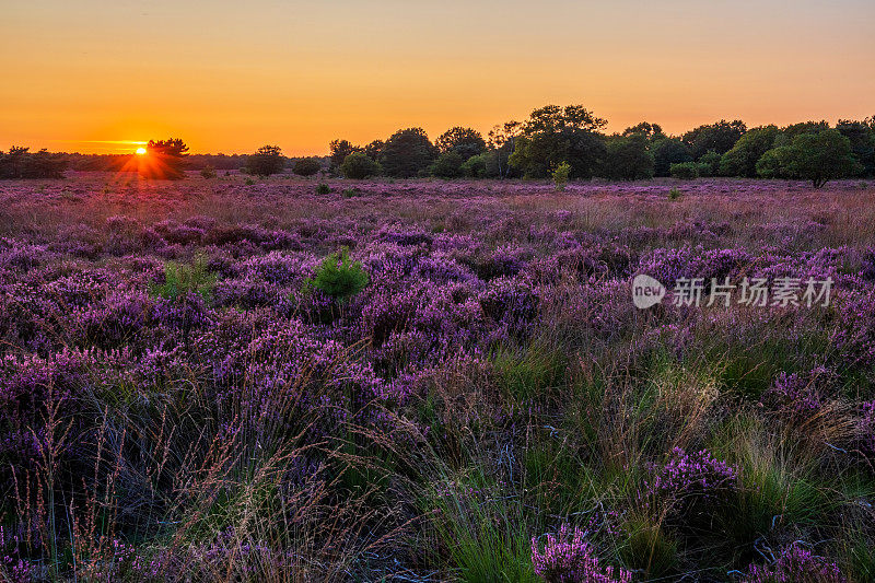 日落时盛开的石南花，De Veluwe，维尔豪顿，荷兰